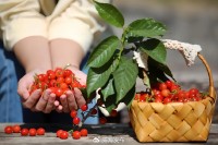 5月18日至6月16日，“櫻桃之約”邀你共赴！